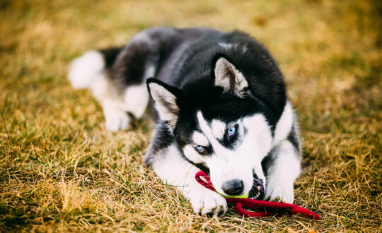 Young Dog Husky Puppy Plays With Toy Tennis Ball Outdoor