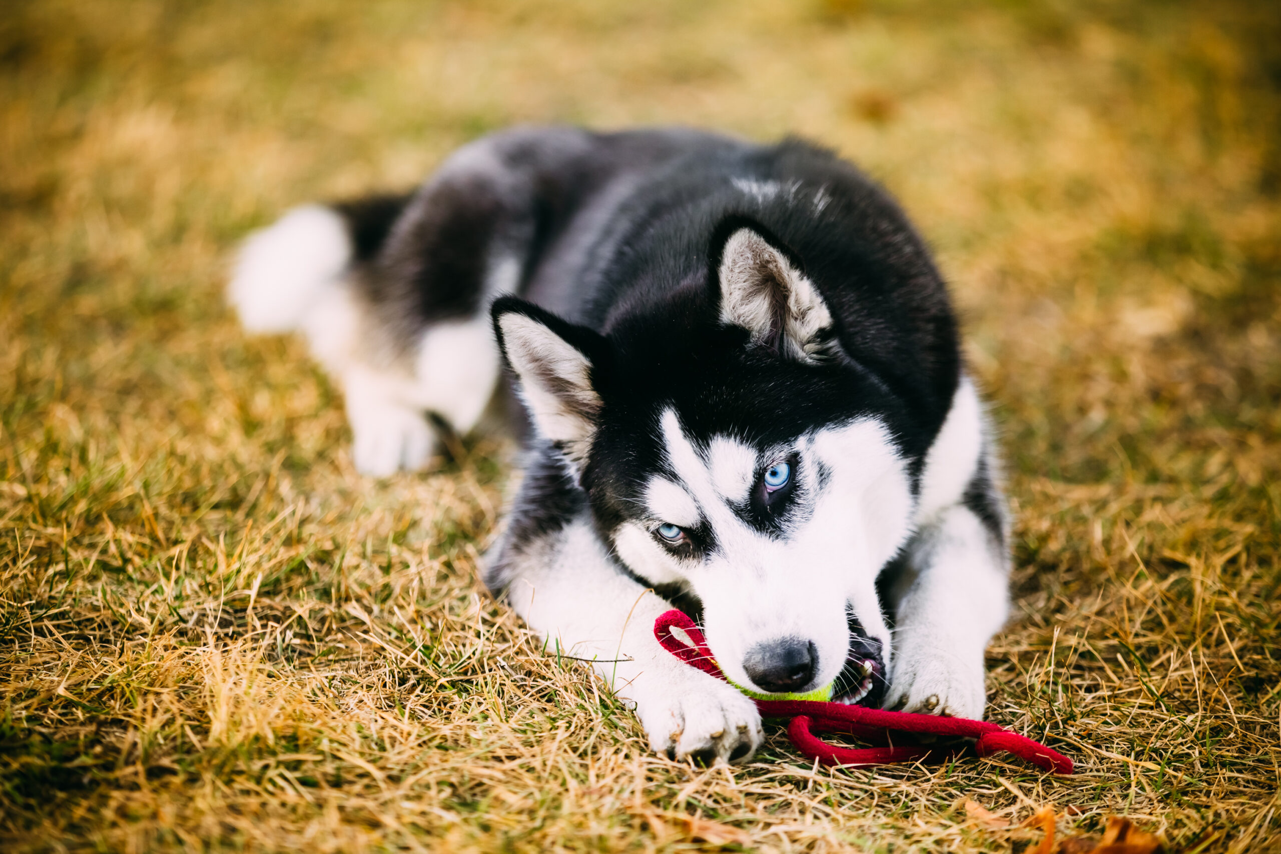 Accessori estivi per cani: ecco i migliori