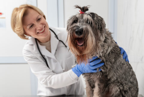 cane-con-veterinario