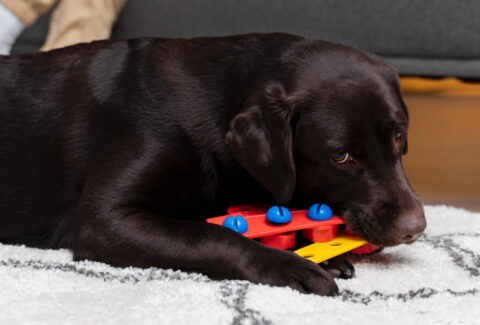 gioco-mentale-cane