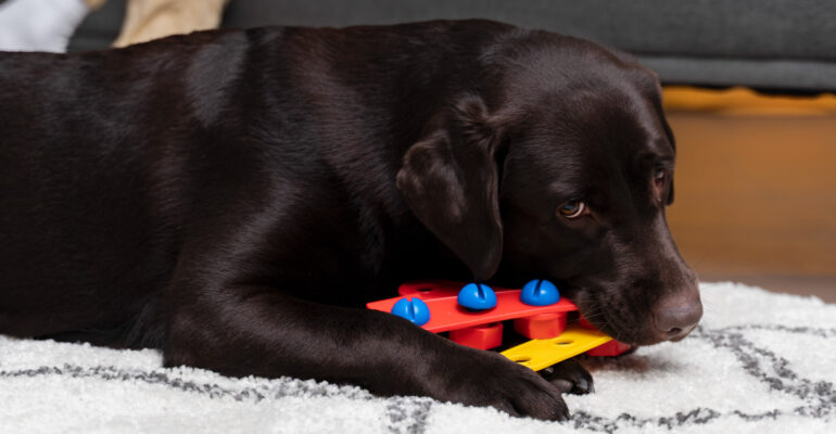 gioco-mentale-cane