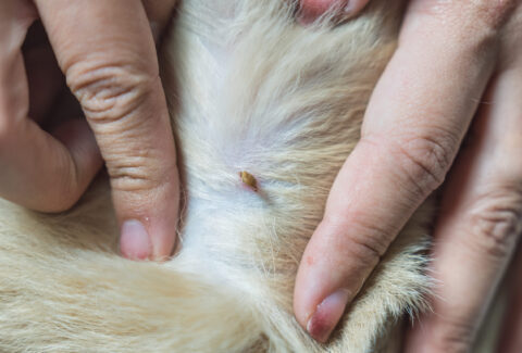 Woman hand picking a tick sucking blood on dog skin