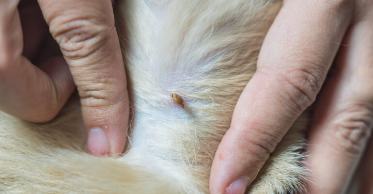 Woman hand picking a tick sucking blood on dog skin