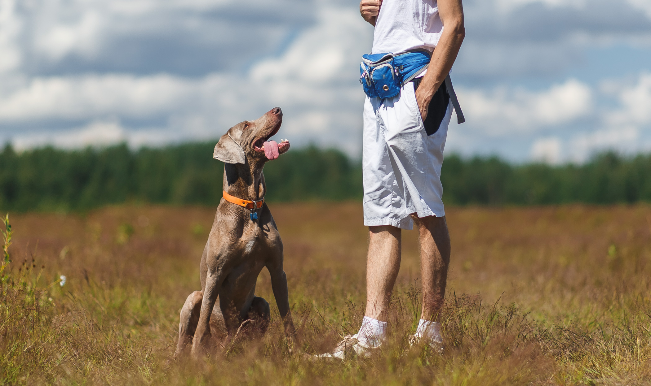 Il richiamo del cane. Miti, verità e come insegnarlo