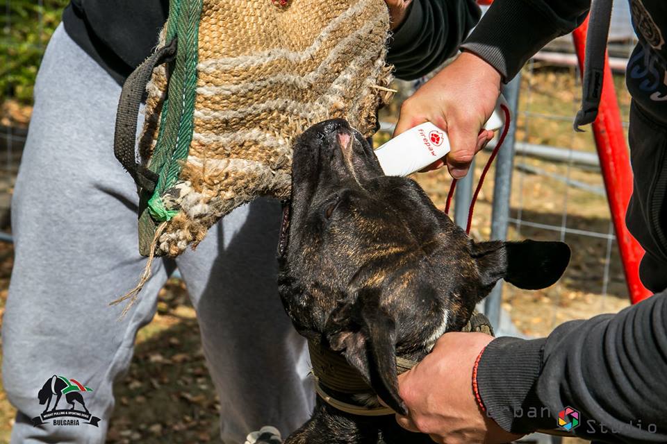 Break stick, per aprire la bocca di un pitbull durante il morso. La guida