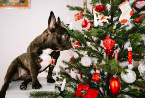 cane-albero-natale