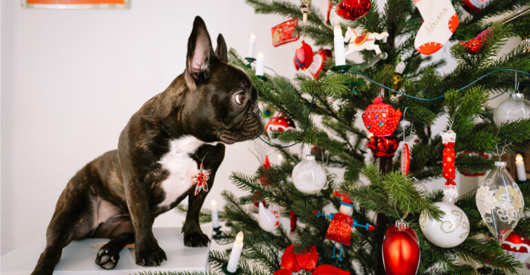 cane-albero-natale