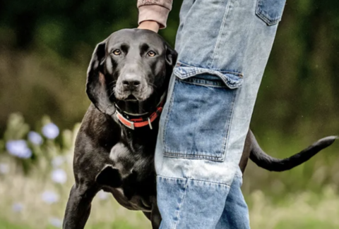 cane appoggiato al padrone