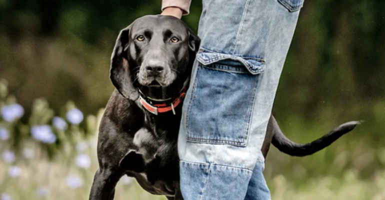 cane appoggiato al padrone