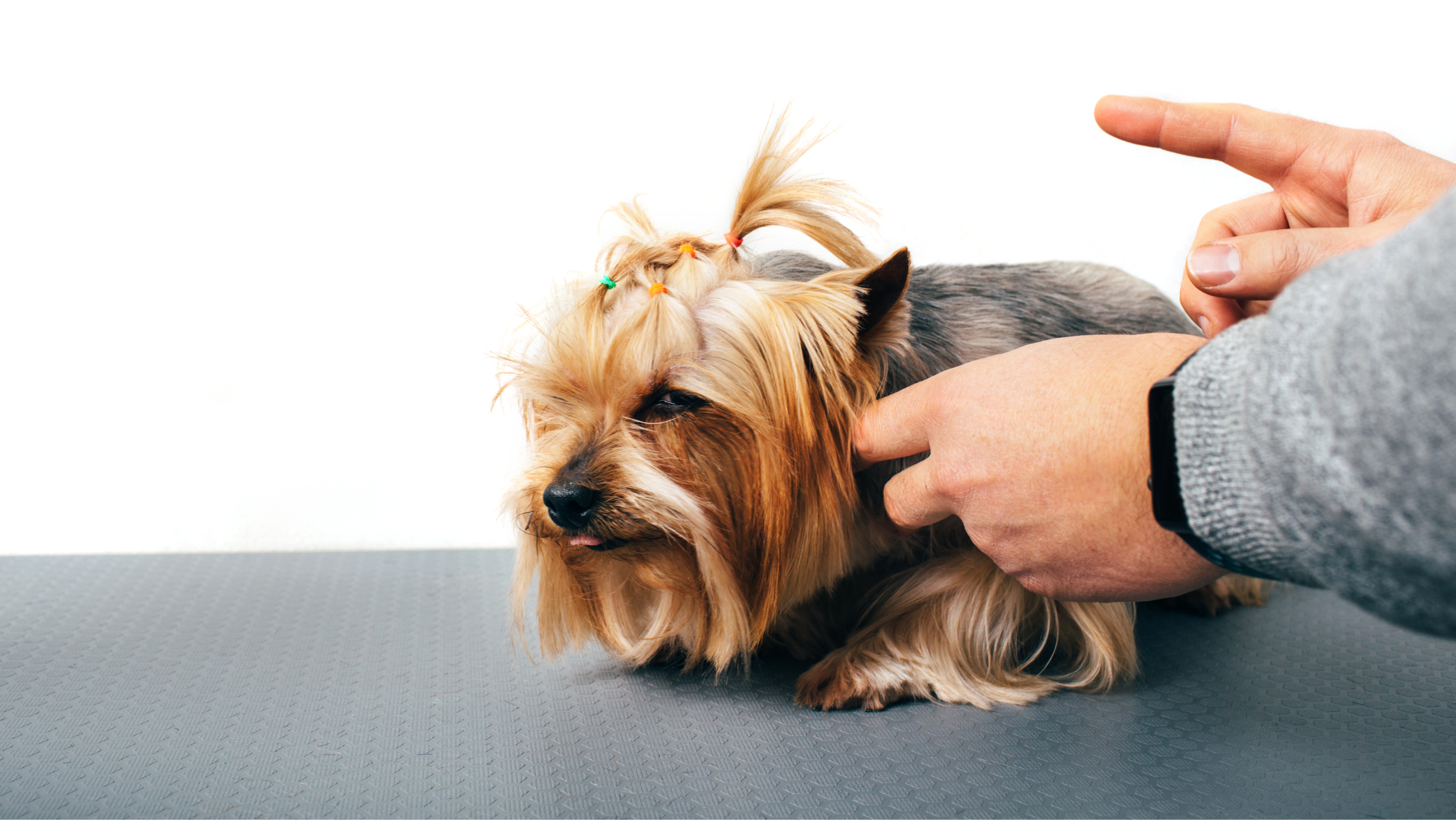 5 motivi per cui non dovresti mai punire il tuo cane: è pericoloso