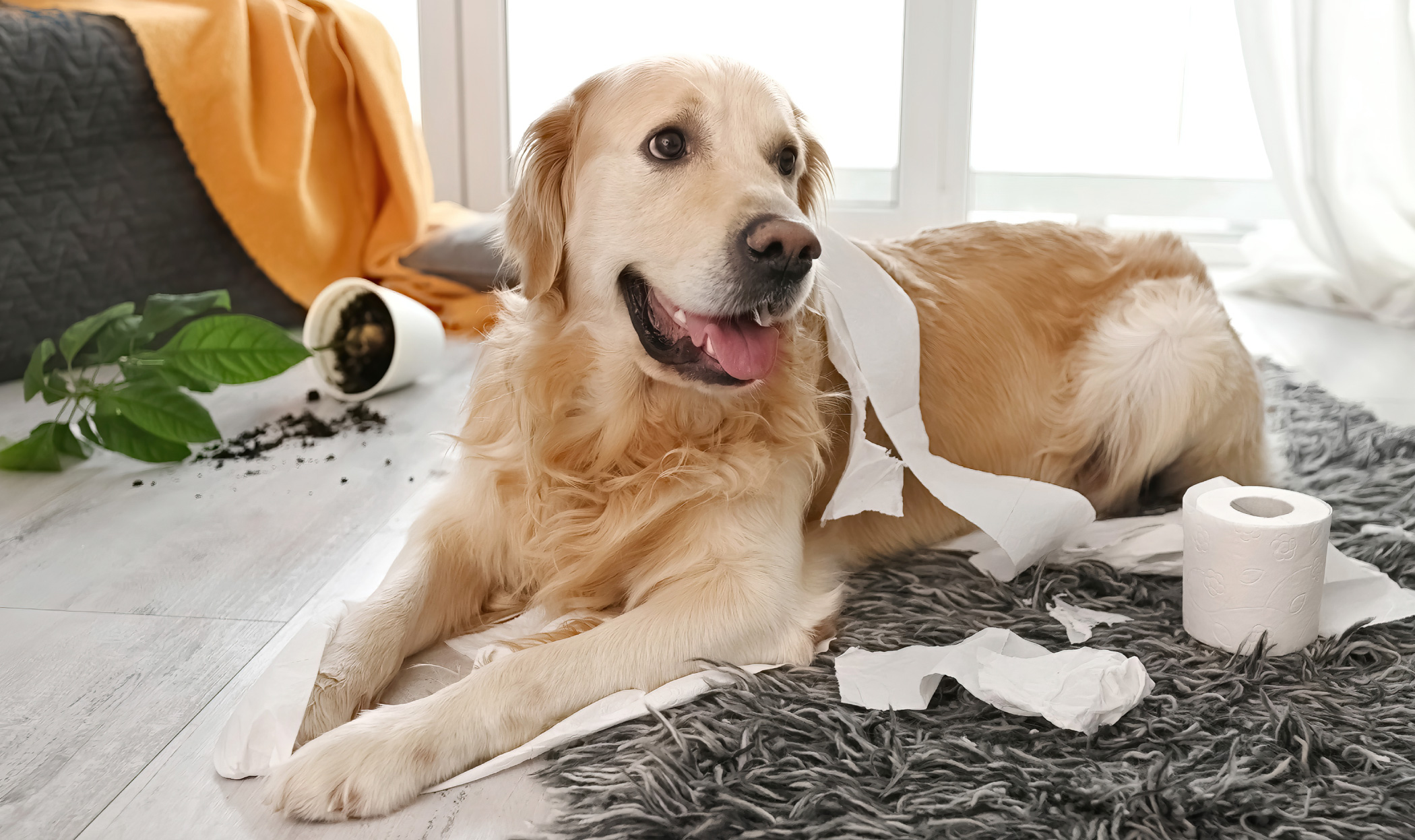 È giusto sgridare il cane? Come farlo nel modo corretto