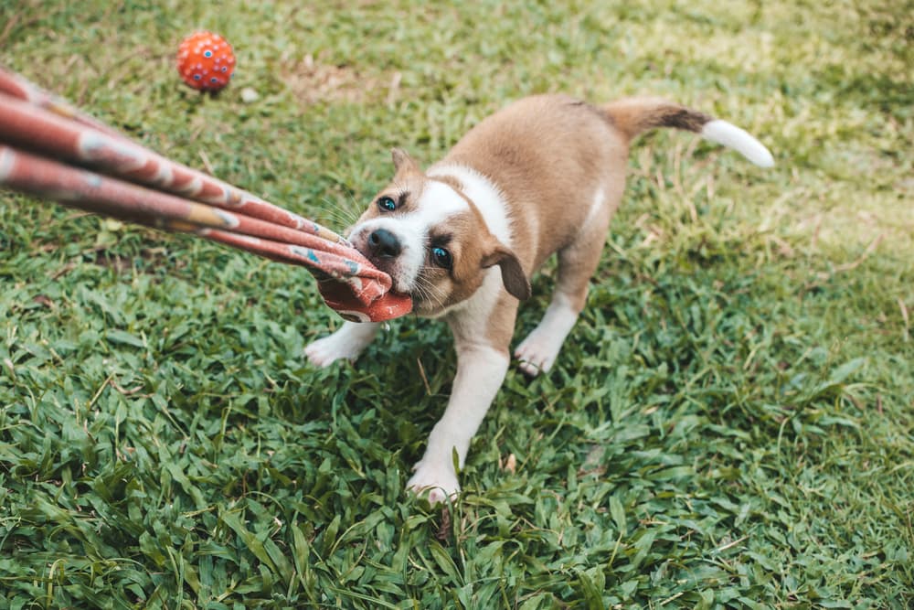 Come insegnare al cane a non tirare e mordere i vestiti