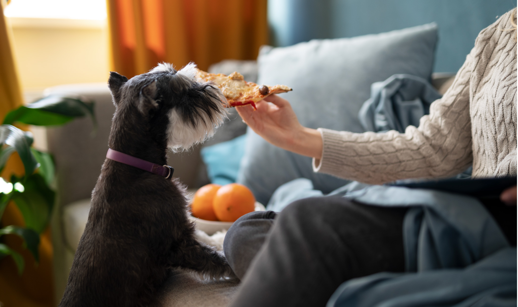 Cane e risorse, quali sono e come gestirle in casa