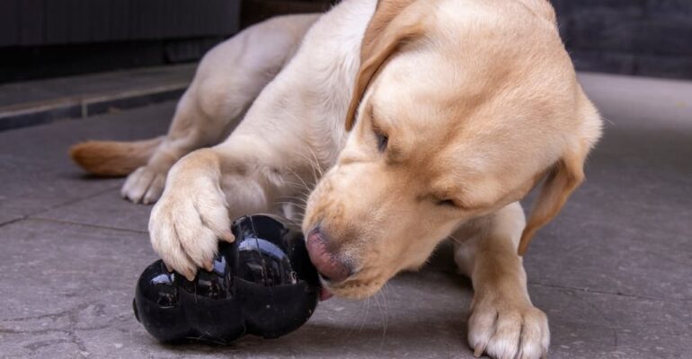 cane con kong