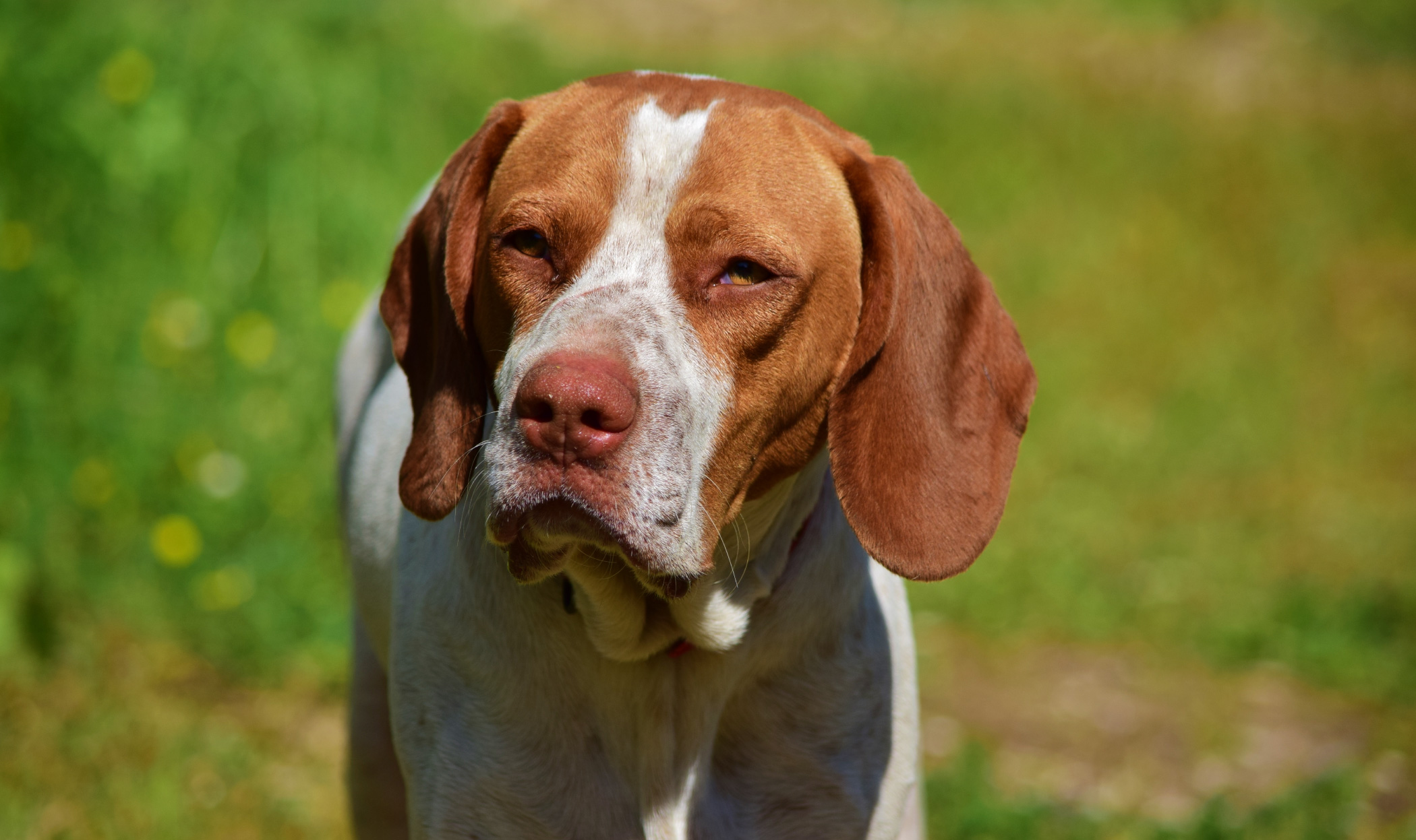 Cosa sono le marcature del cane e cosa significano davvero