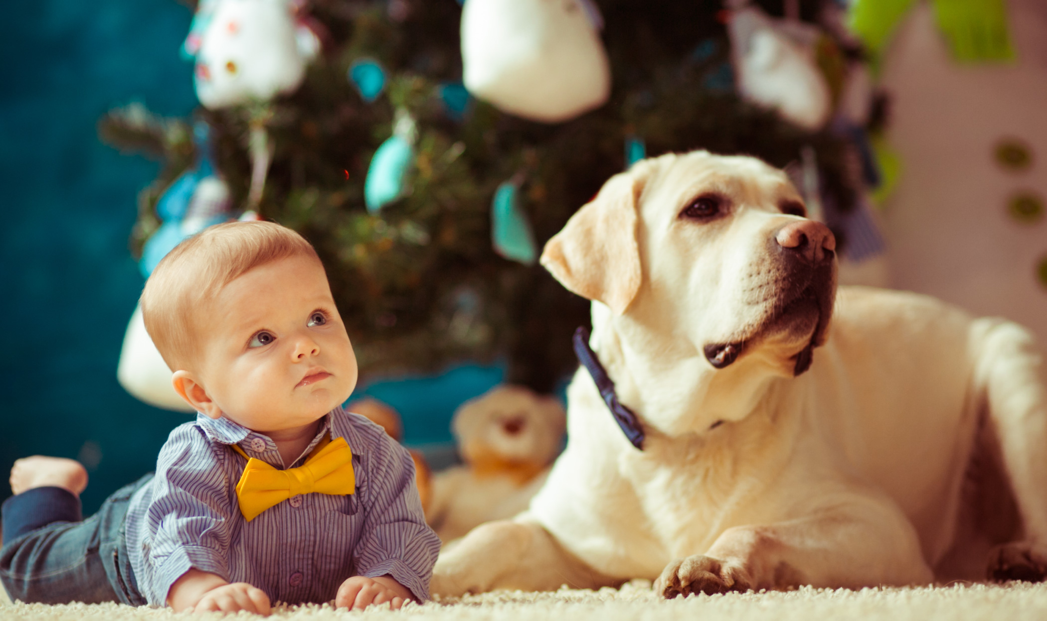 Cane e neonato in arrivo, inserimento e come comportarsi in sicurezza