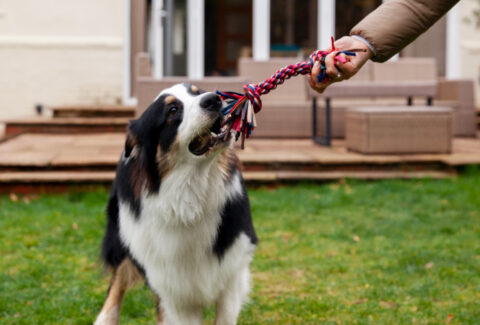 cane-gioco-corda