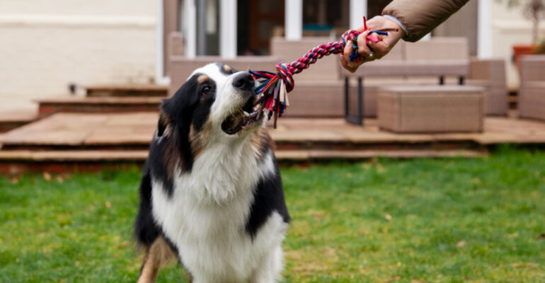 cane-gioco-corda