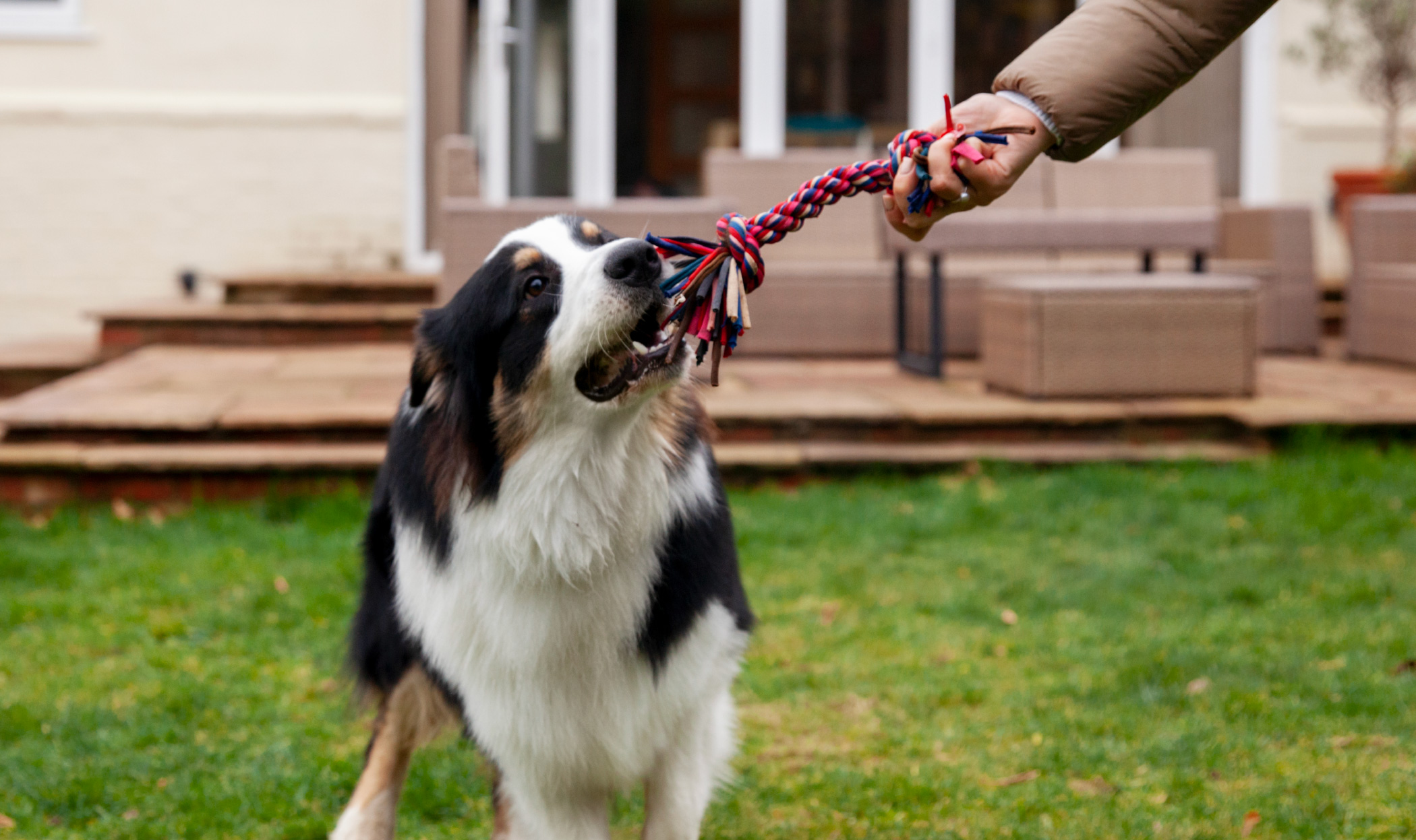 Come si gioca con il cane? 6 cose che forse non sai