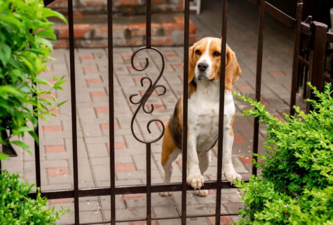 cane-in-giardino