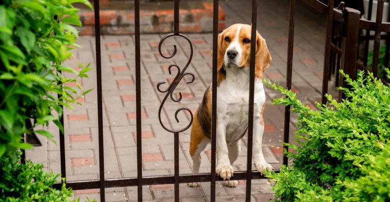 cane-in-giardino