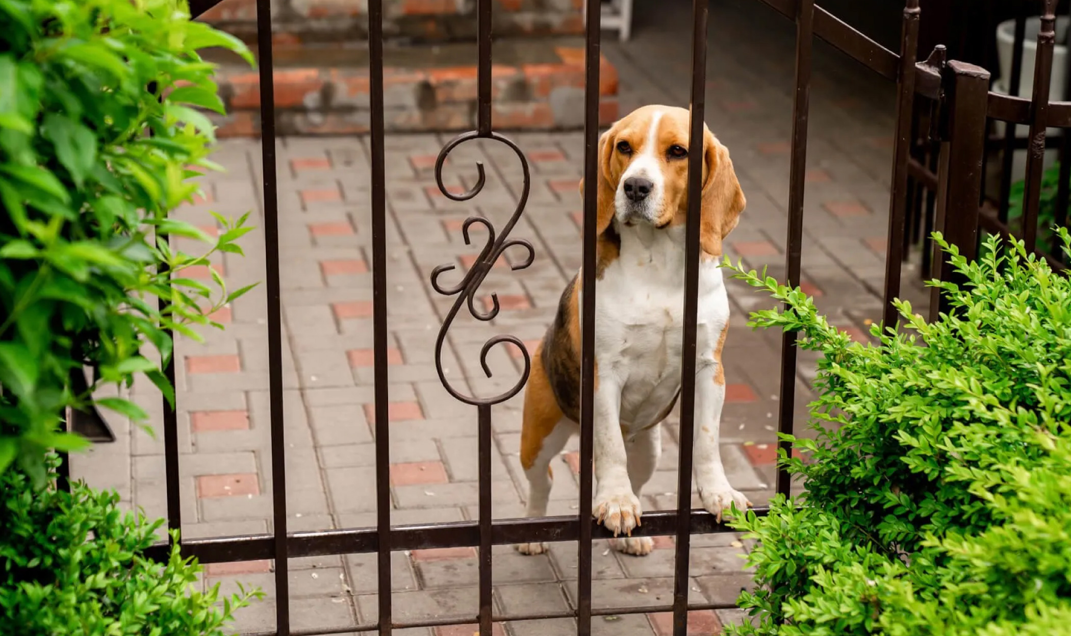 Cane in giardino da solo, è giusto o sbagliato?