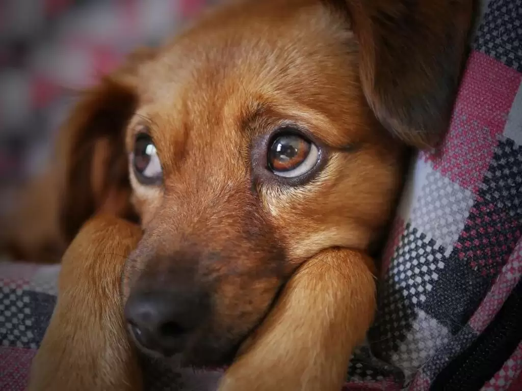 Adottare un cane, 10 errori da evitare e cosa invece fare