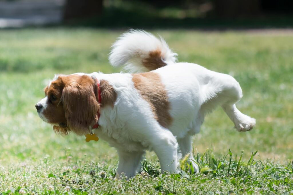 Come prevenire i danni al prato causati dall’urina del cane