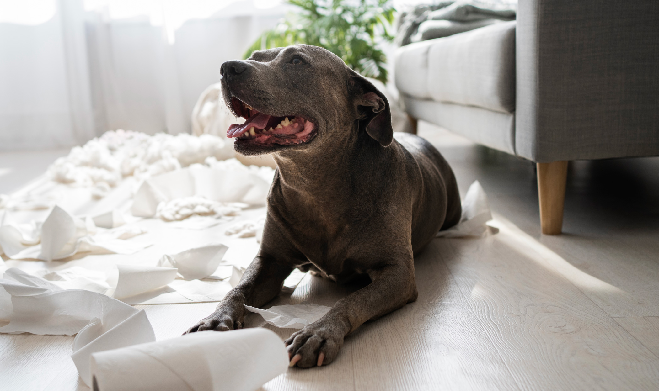 Il cane morde tutto in casa? 7 rimedi e consigli utili