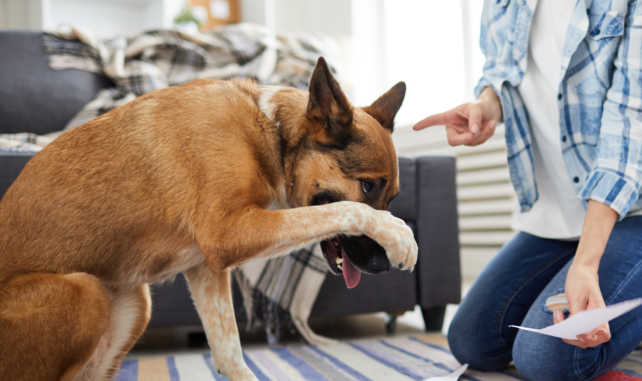 Cane ringhia al padrone? Come comportarsi e cosa fare