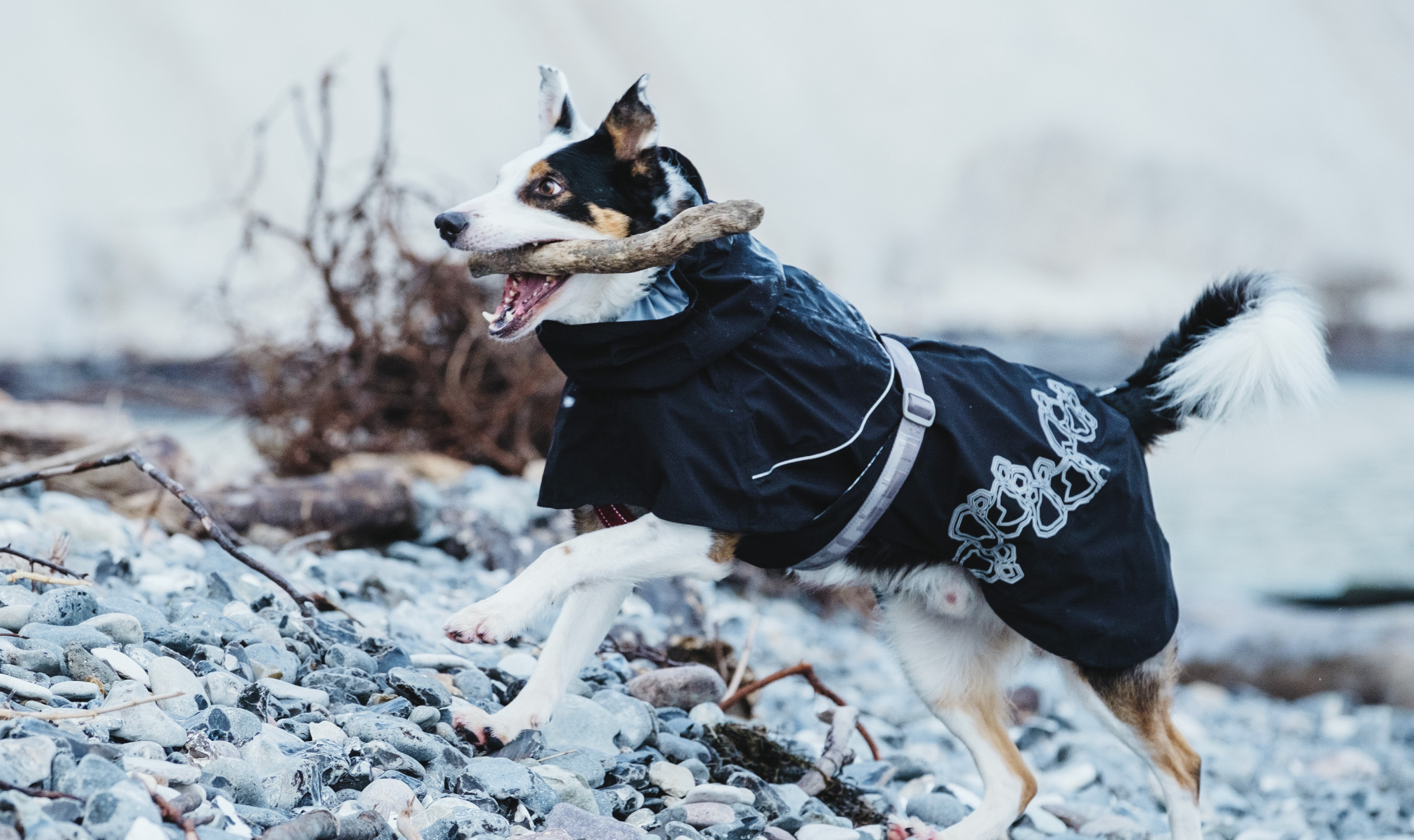 Cappottino per il cane, sì o no? Come sceglierlo