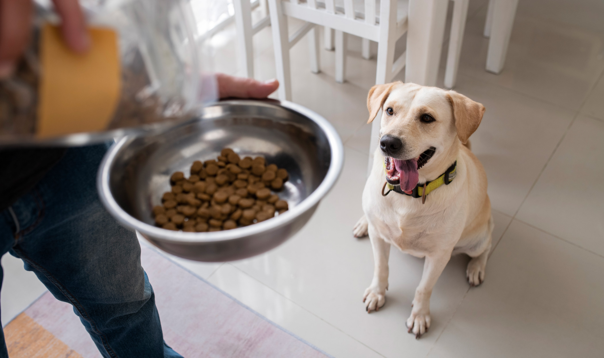 Quante volte al giorno deve mangiare un cane? 