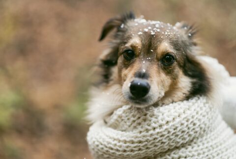 cute-dog-outside-with-copy-space