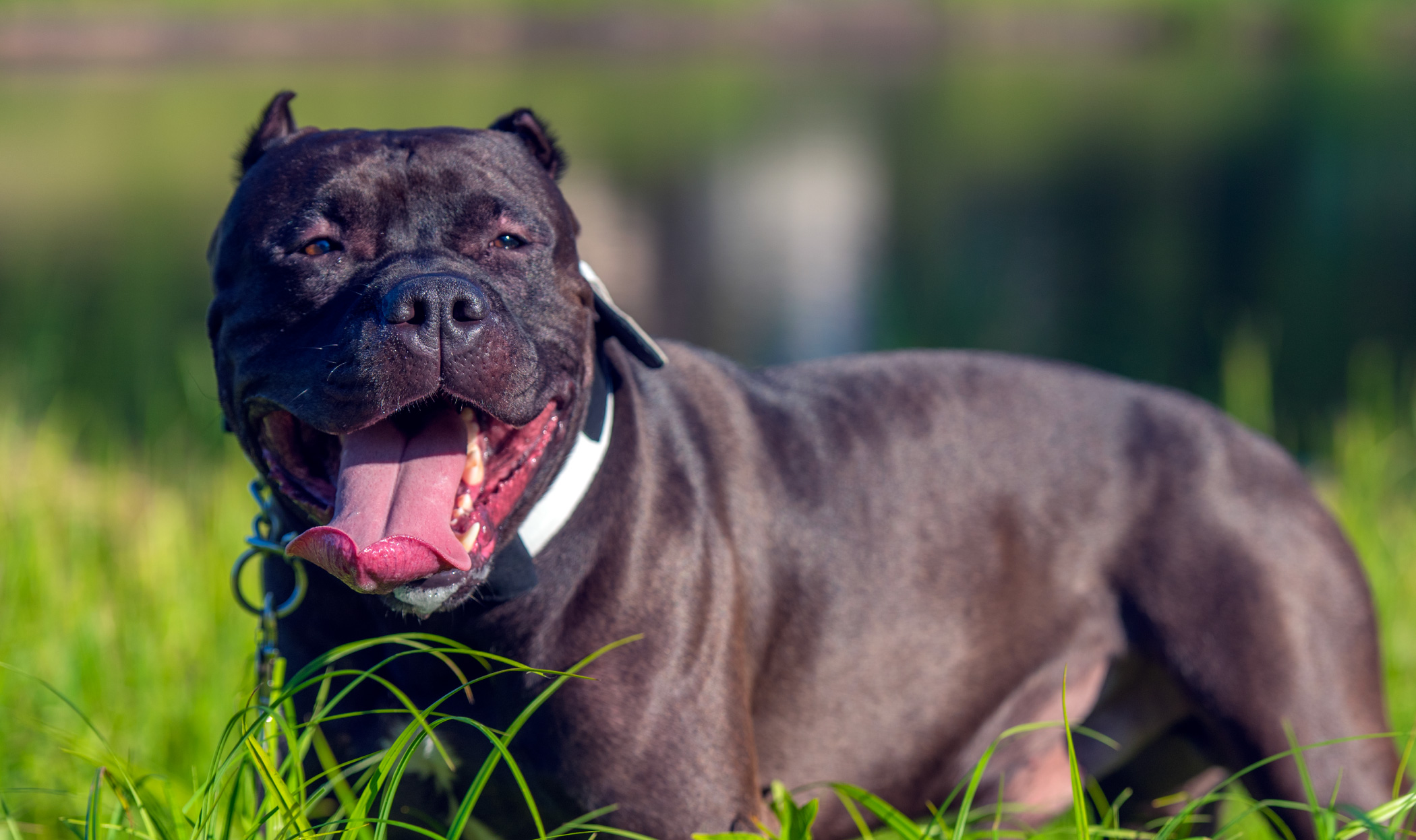 Il Pitbull adulto può giocare con altri cani? Si può socializzare?