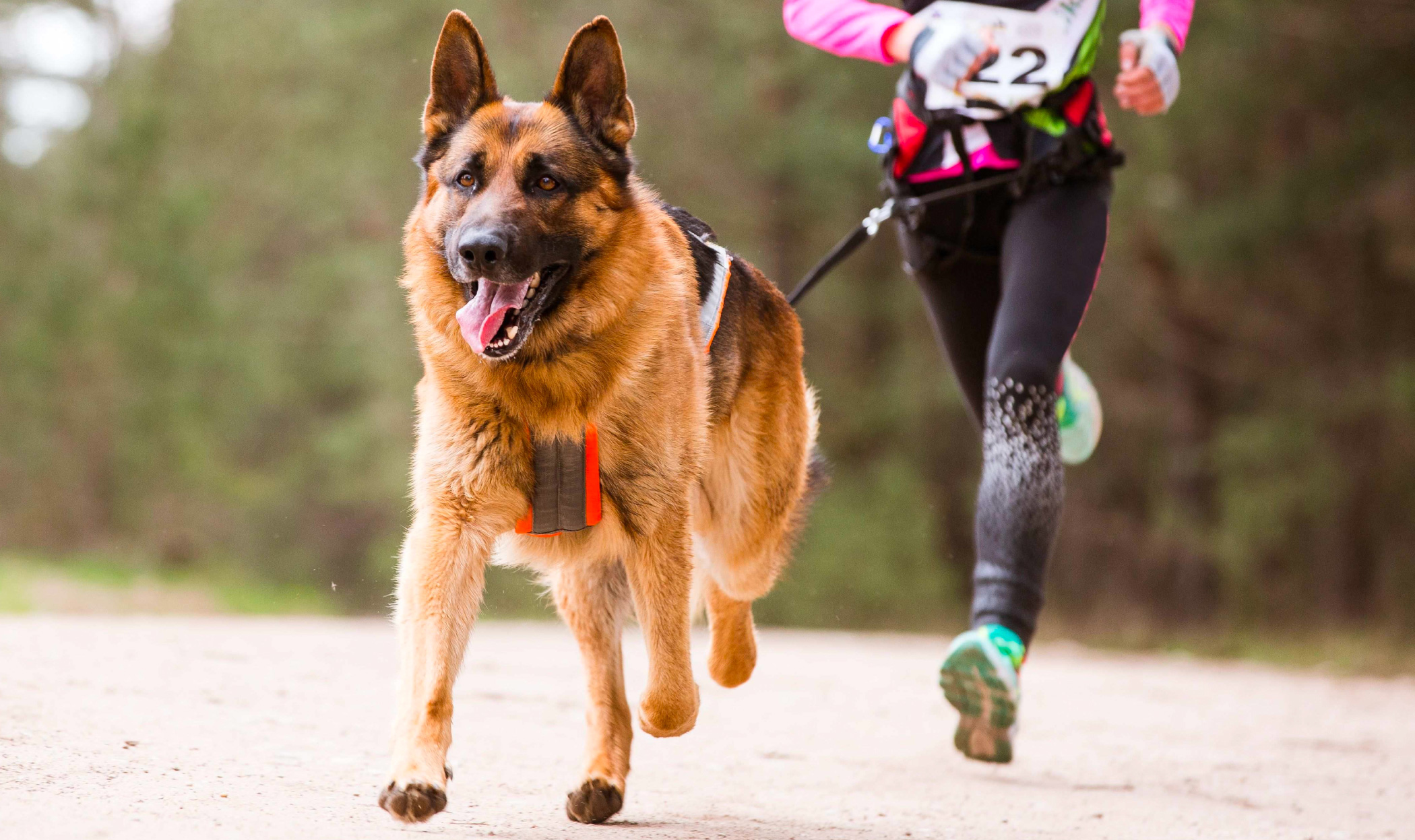 14 sport per il tuo cane che forse non conosci