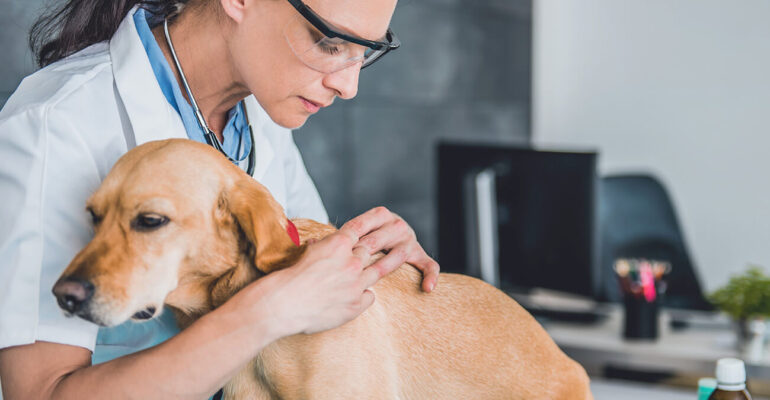 zecca sul cane