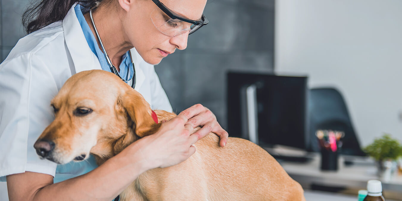 Come rimuovere una zecca dal cane in sicurezza, strumenti e consigli